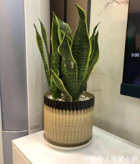 这些花12月要冬眠了,少浇水多晒晒更健壮,安全过冬来年爆盆