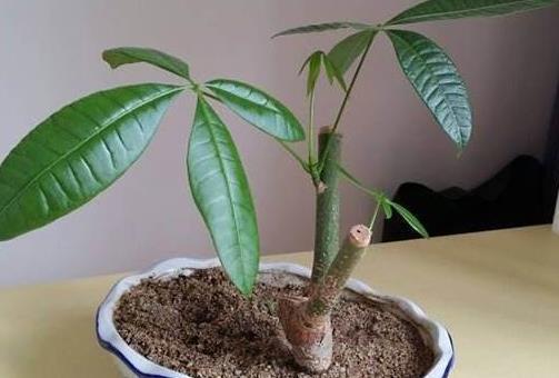 2种花“太名贵”，想养不用买，剪1段“小枝”就能扦插，生根快