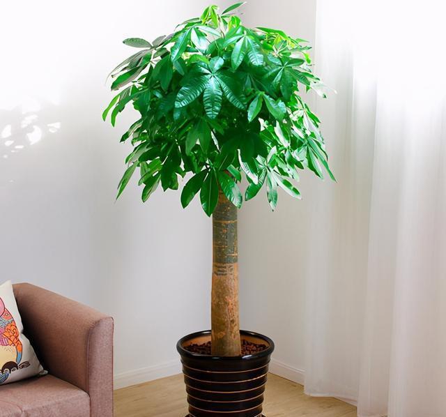 告诉你简单判断发财树缺水的好方法,以后再也不怕发财树缺水了