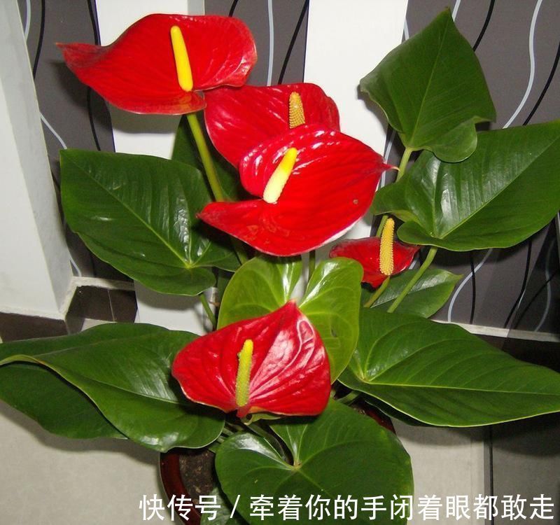 扶桑花|4种“花长寿”，一开花一整年，365天不间断，养一盆老划算