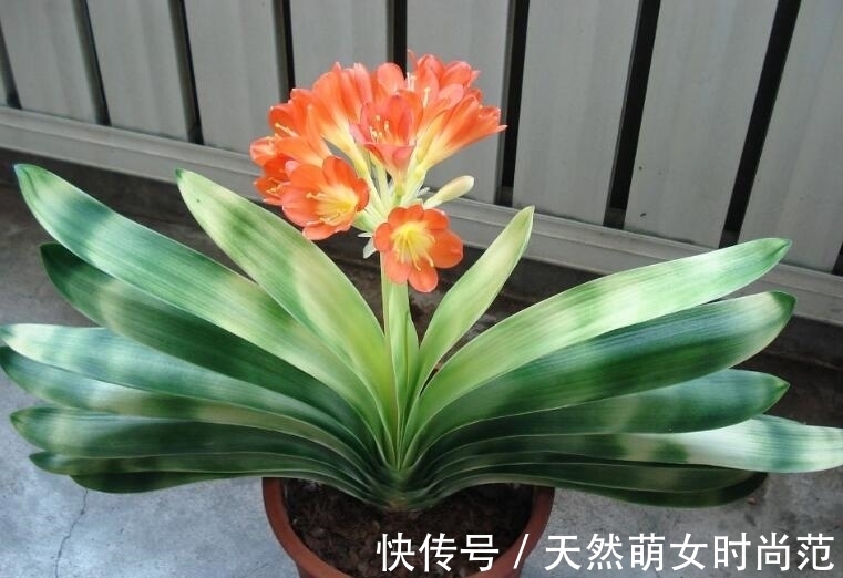 浇水|君子兰一年四季如何浇水?教你4个“黄金浇水法”,一般人不外传