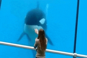 |搞笑GIF:看完这图片后你们还敢做伴娘伴郎不