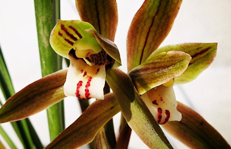 兰花3大配土方法，第三个，超养根