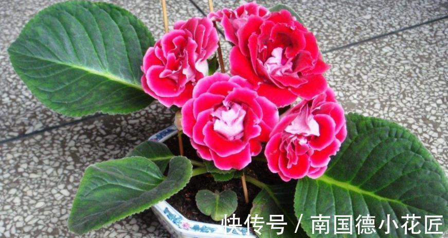 浇水|想要在家养花,想要大富大贵,不如就盆栽它,好活、寓意美