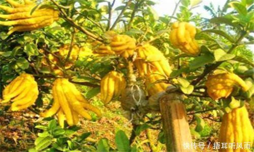 女性不愿老太快，要学会吃3种食物，排毒养颜，淡化色斑，抗衰老