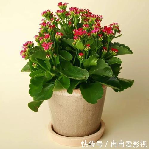 盆栽|长寿花又被称为寿星花、圣诞伽蓝菜!盆栽注意4点,花朵挂满枝