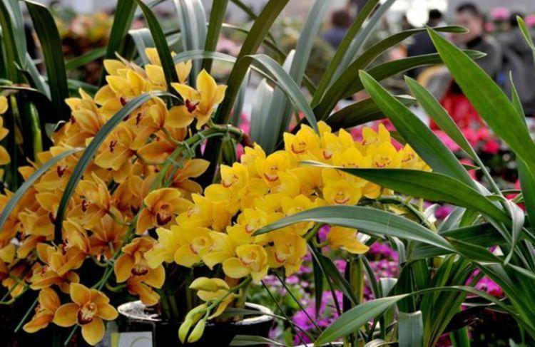 家养这些植物，阳台开出花海，花姿妖娆，四季繁花似锦，美