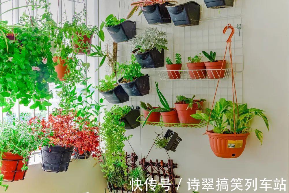 阳台党的烦恼，没有院子，只能挖空心思养花