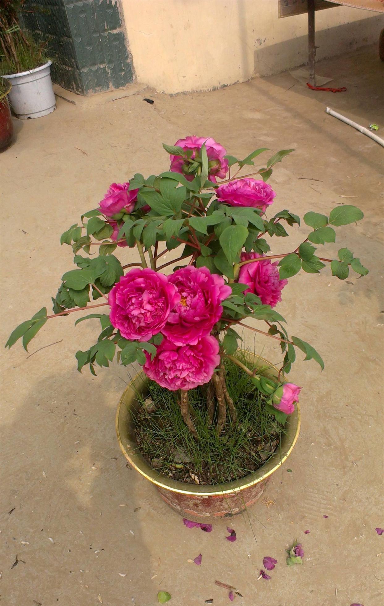 老桩|6种富贵花,全都“寿命长”,轻松养成老桩,越大越“旺家”