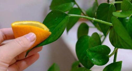 养花|万能橘子皮,养花好宝贝,盆里放一点,叶绿开花多