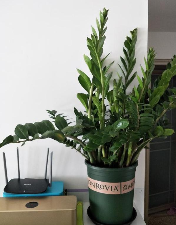 这些镇宅盆景摆放在客厅，可让人身心愉悦，最受富人青睐