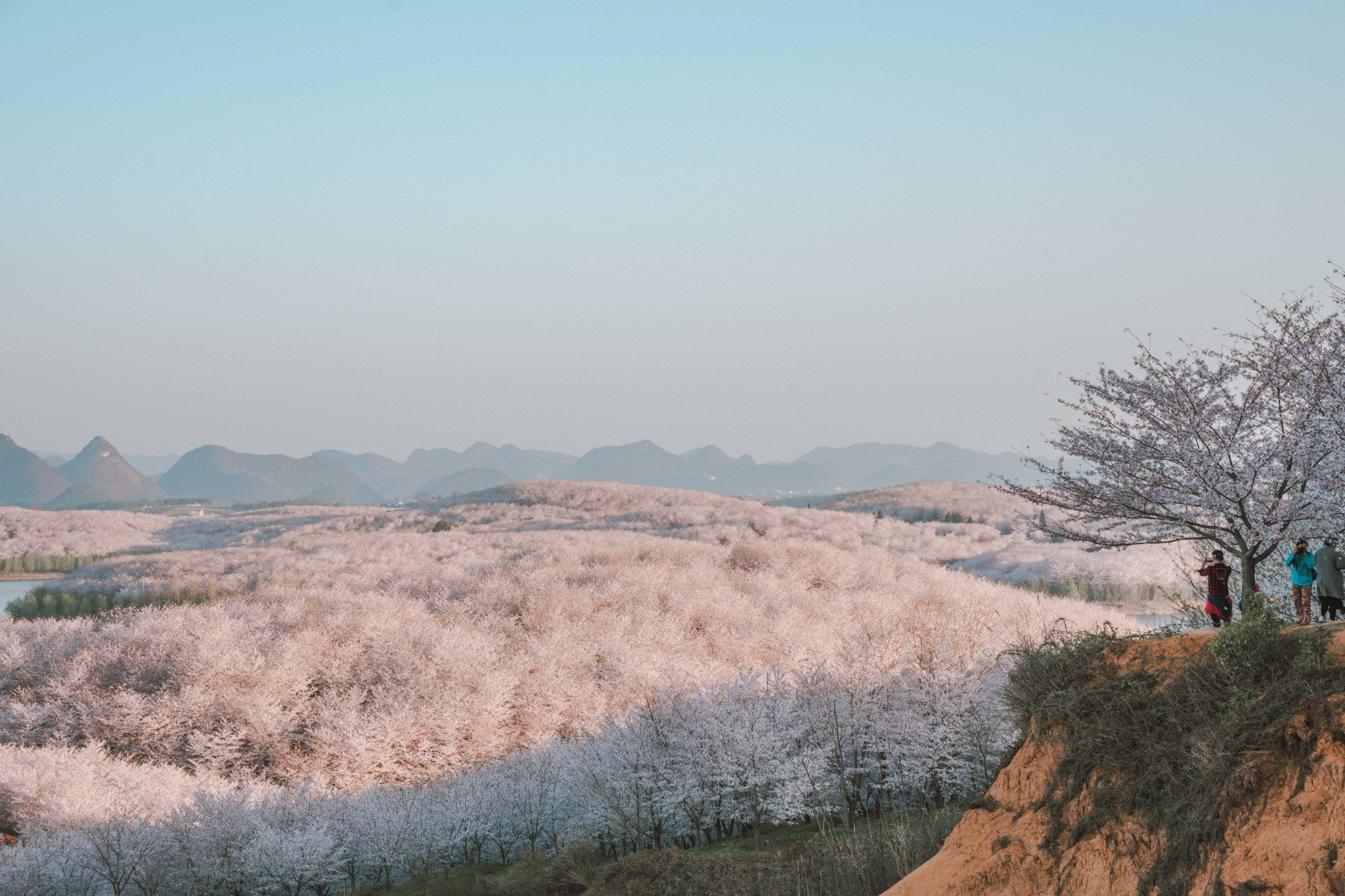 平坝樱花海，惊艳又浪漫