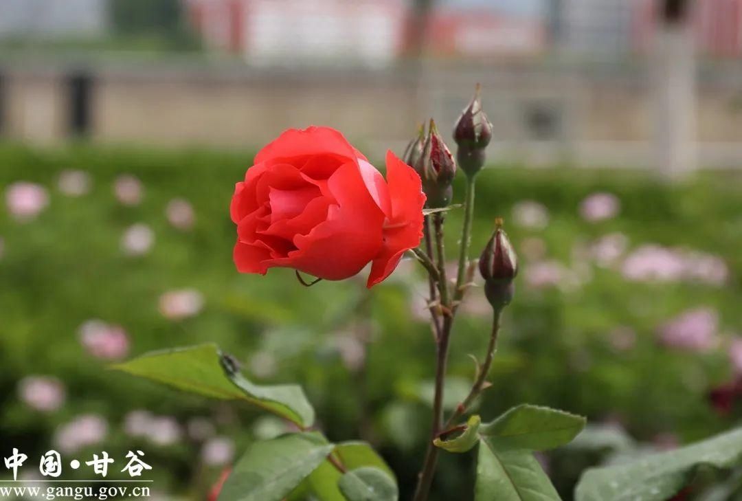 满城|【美丽甘谷】甘谷：月季花开醉满城