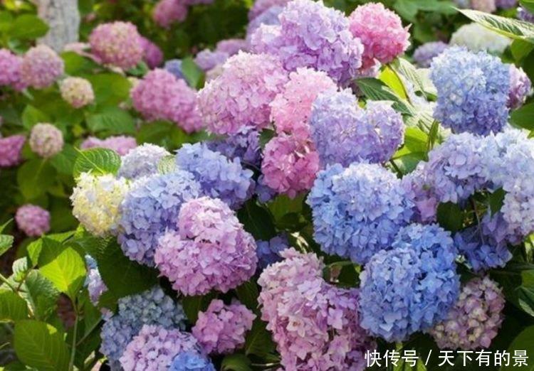 养花试试这几款,花开繁盛花香怡人,层层交叠,烂漫迷人眼