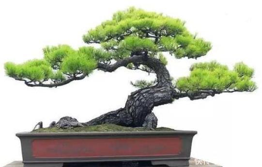 松树类盆景如何提高成活率