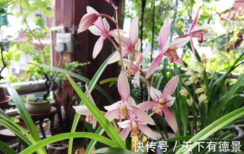 兰花|入秋后养兰花，2件事不能偷懒，不然长势差不开花