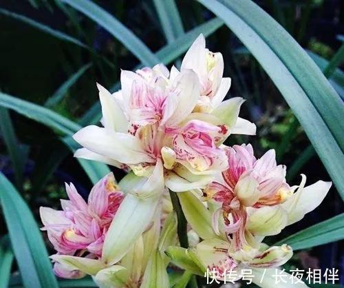 建议别错过的兰花之王,花朵够大开花够多,香味纯正,还特别好养