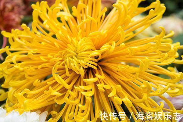 湿热|一对50岁的中年夫妻，每天都喝黄芪泡水，最后俩人得到了什么