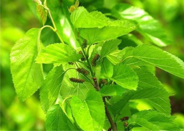 老中医|桑叶能用好,一定是个宝!一味神仙叶,8大妙用,8种病症都能治!