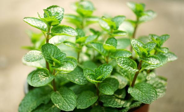 观赏|客厅养盆“薄荷草”,观赏食用两不误,能驱虫能净化空气!