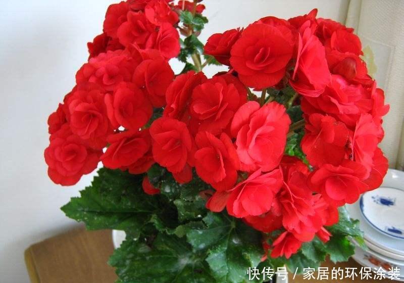 开花|养花修剪小技巧,长寿花蟹爪兰,只需剪一剪,年年开花不断