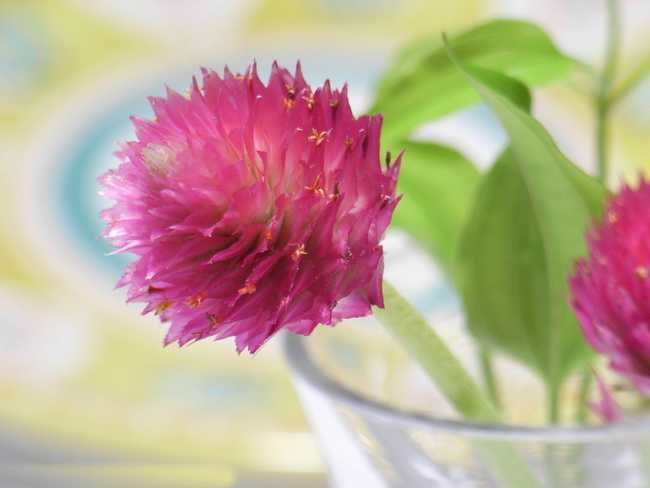 此花所代表的是不灭的爱,花色不会褪色,十分的鲜艳