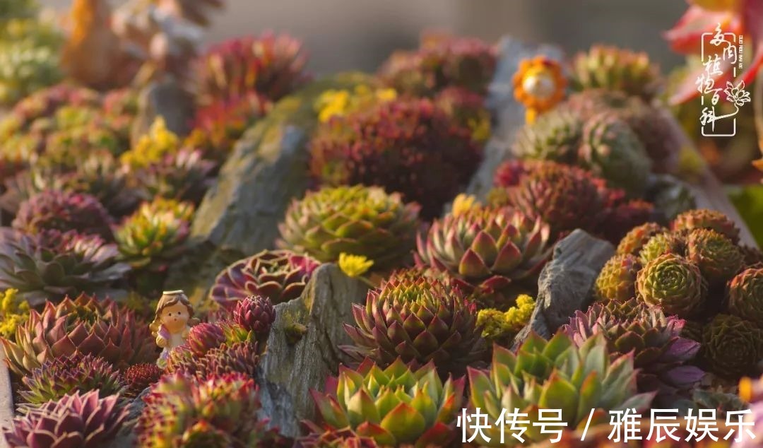 框子|这多肉拼盘这么仙!如何制作达人手把手教你制作长生草拼盘!