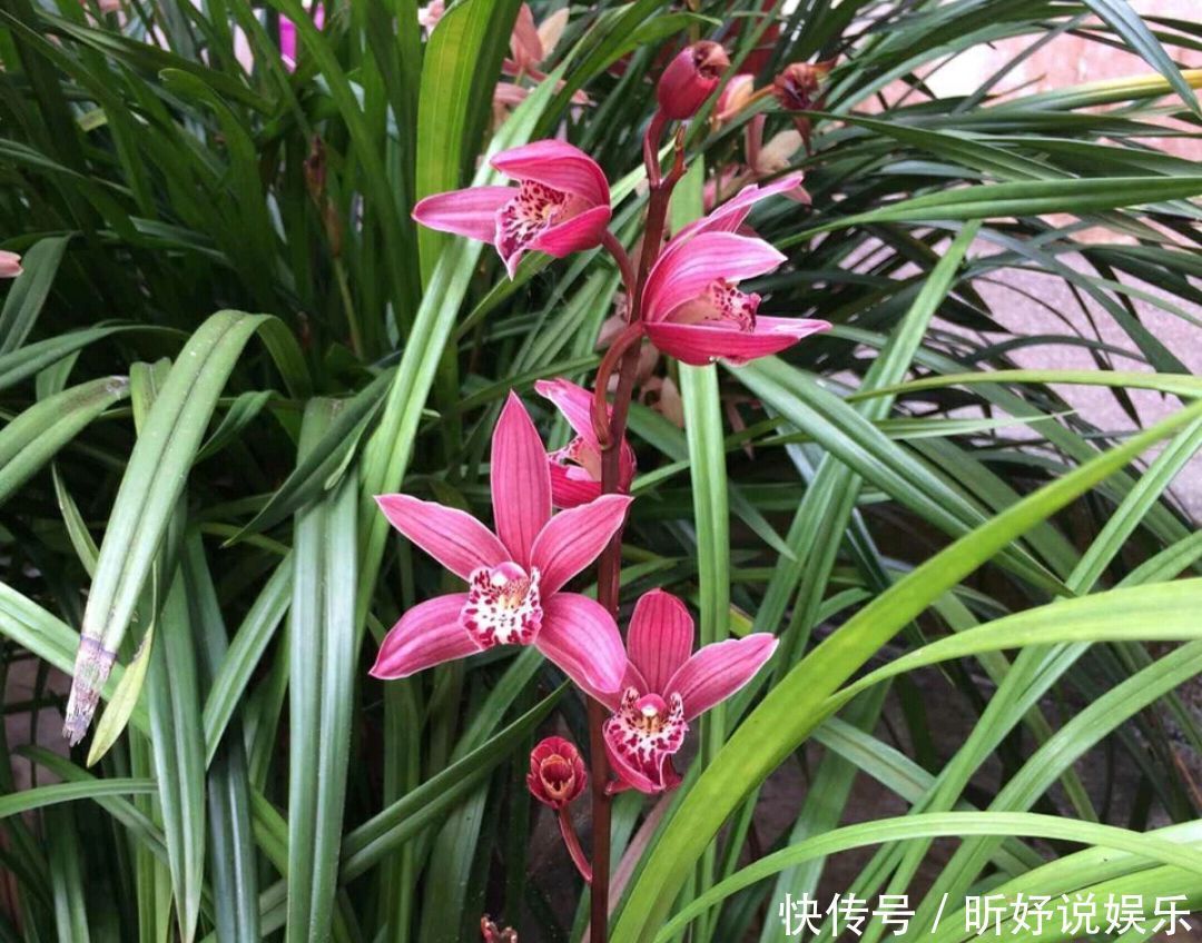 秋季养墨兰,做不到3点,春节开花是做梦,秋季花芽破土很关键