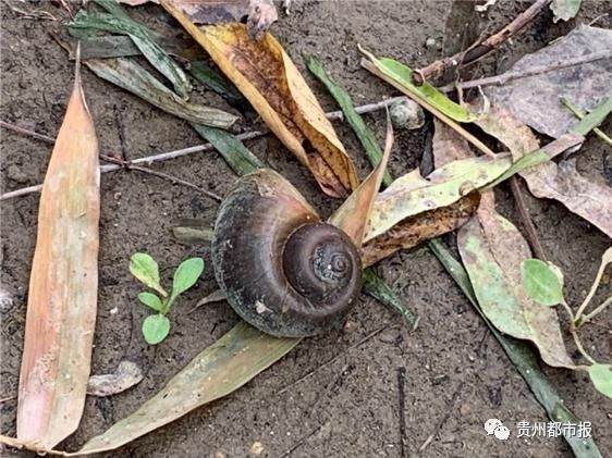 千万别|注意!贵阳这个景区发现福寿螺卵块,千万别吃!