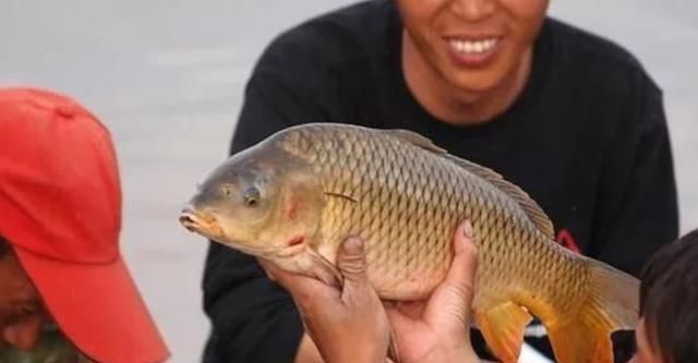 黄河鲤鱼|中国“四大鱼”之一,现在几乎没有人吃,为什么人们不吃呢