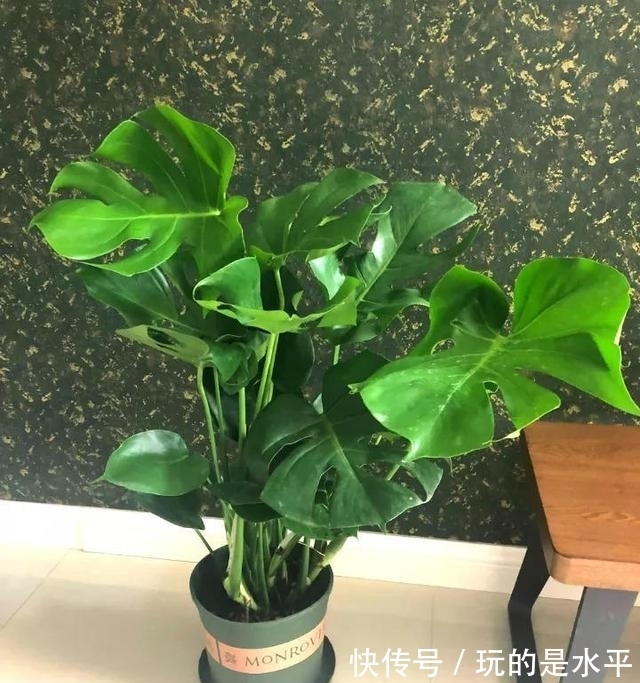 养了3年的龟背竹,冬天也给“浇点肥”,蹭蹭冒出4片新叶子