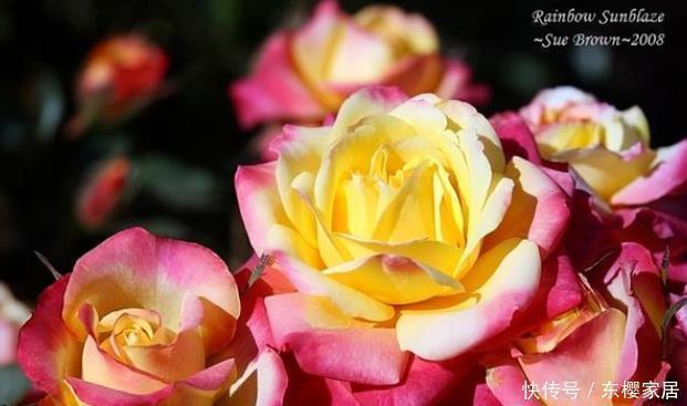 20款露台月季品种,超级丰花、适合露台、阳台盆栽,皮实好养