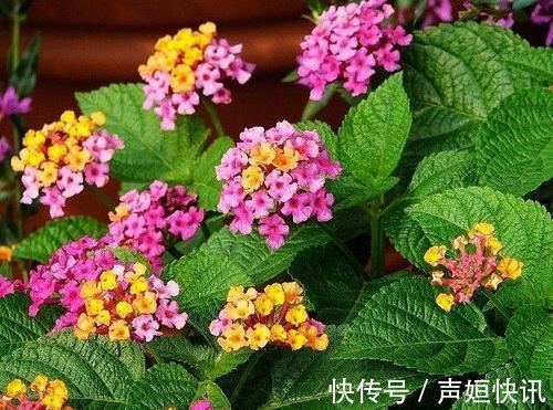 这四种花不能随意养!虽然外表好看,但实际上却是有毒的!