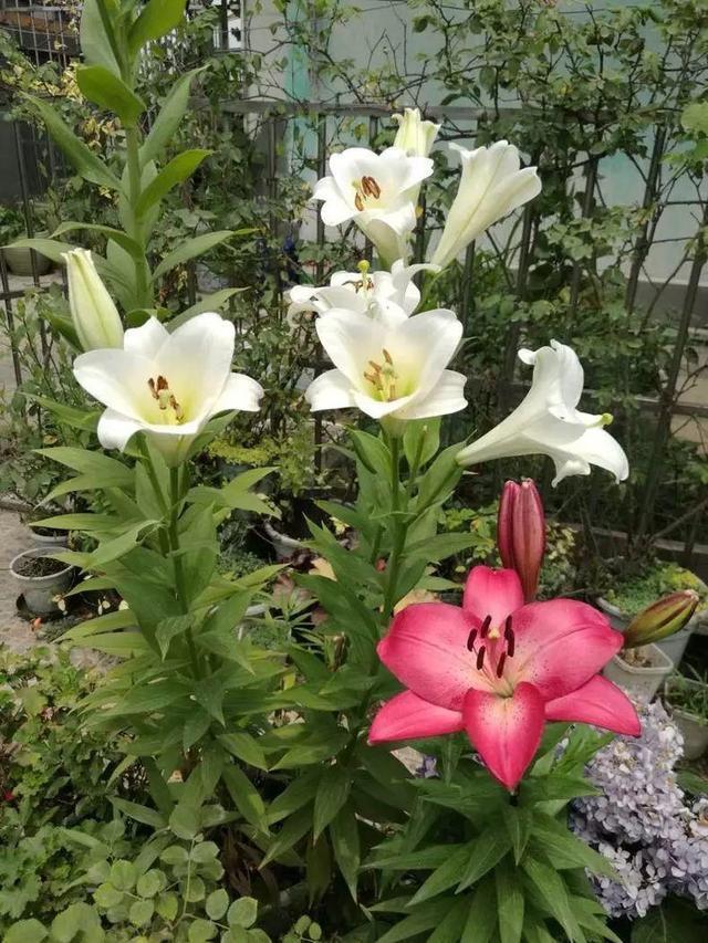 养好百合花,这几点要知道,小心花期连花都没有!