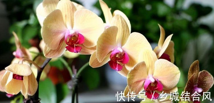 九月二十九霜降后，养什么花？以下3种花，龙门精神红红火火