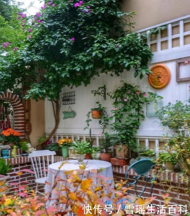 保姆级教程|冬季院子清园的石硫合剂使用方法