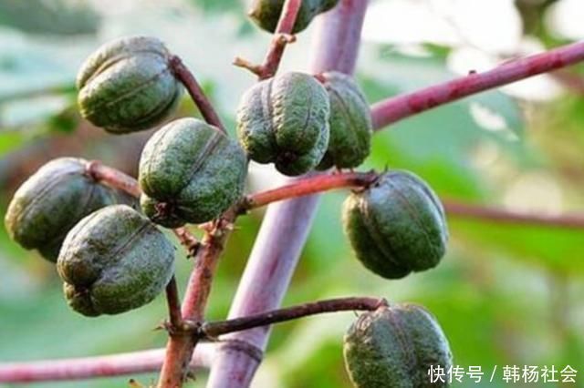 农村随处可见的蓖麻,竟然做成了生化武器,而且原理很简单