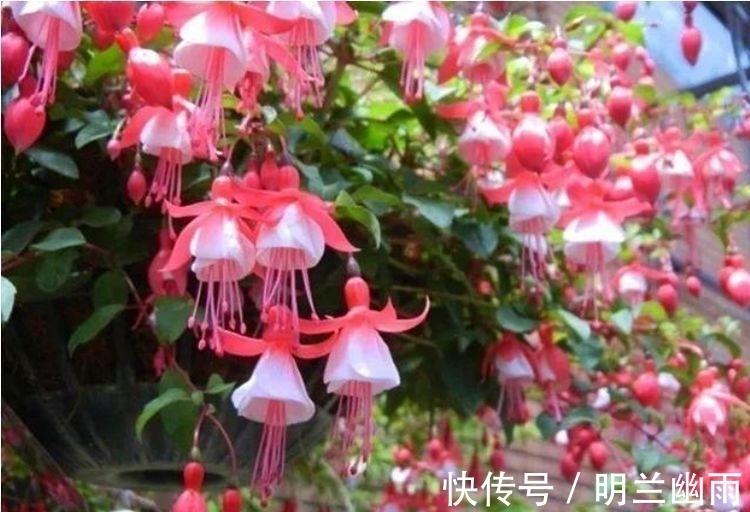 4种花高贵优雅,看了就让人沉醉,一开花就停不下来