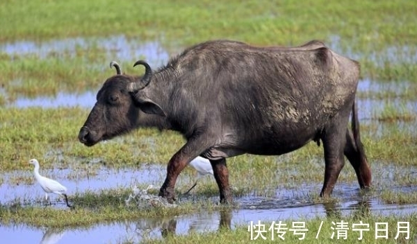 生肖牛|10月起生肖牛、生肖羊、生肖马迎来机遇，厚积薄发，职场翻倍好运