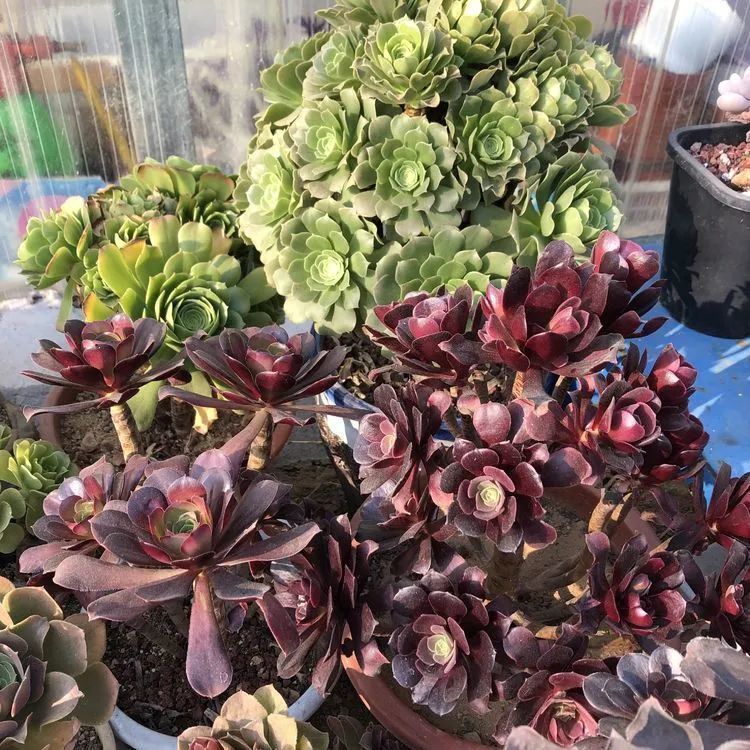 浇水|多肉小白三年励志对比养自己的花,爱自己的宇宙!