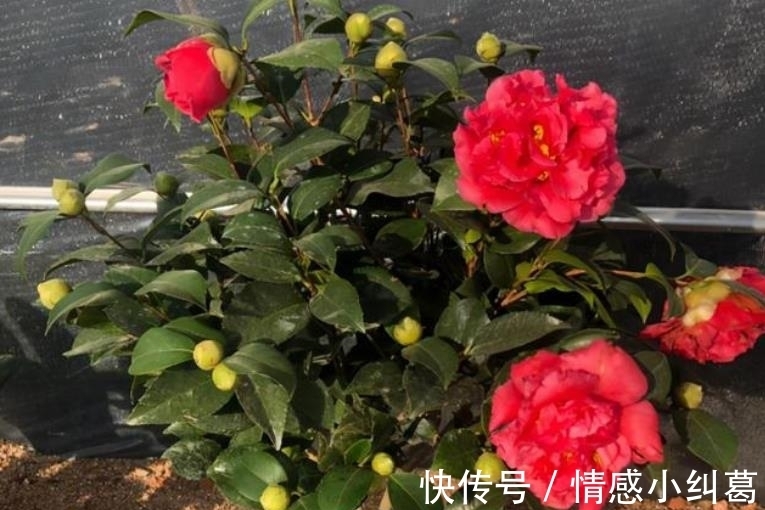 植株|忘了月季吧，此款好养更耐寒，花苞犹如鸽子蛋，一开就是小半年