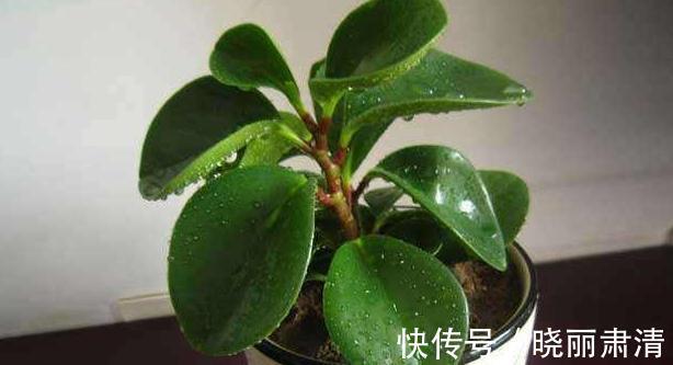 室内养5种观叶盆栽，美观大气，上档次，长势旺，叶片油绿发亮