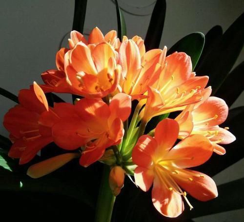 花盆|君子兰不开花?2种废料埋盆里,花箭蹭蹭冒,开花2个月