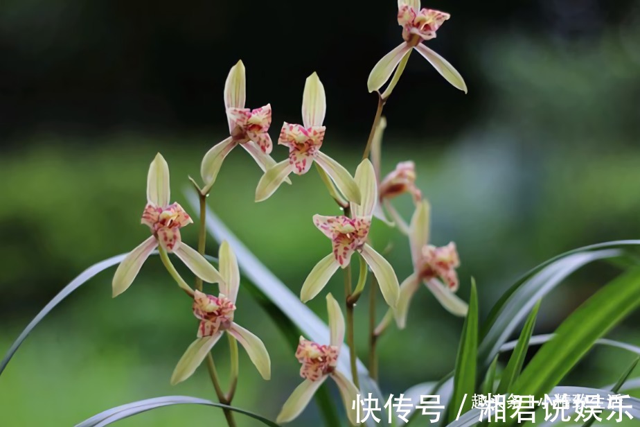 兰花|新手养兰花,4个误区别犯,不然好心办坏事,等着收空盆