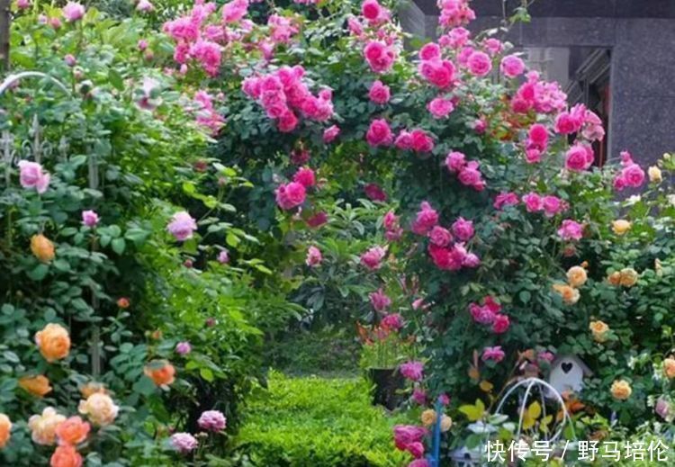 最受欢迎的4种花,被称为“开花机器”,花朵迷人,阵阵花香