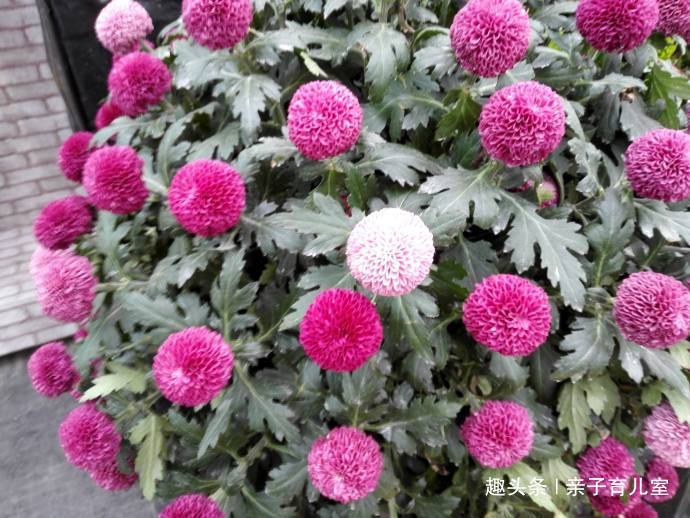 喜欢养菊,那就养”乒乓菊系列“紫乒乓菊,花色妩媚,花形圆满!