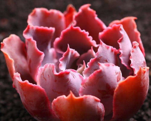 多肉晚霞之舞如何出状态教你3个小妙招，养出梦幻般的晚霞之舞