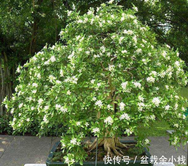 蕾丝|7种“香水花”,养一盆满屋生香,开花180天,好看又贵气