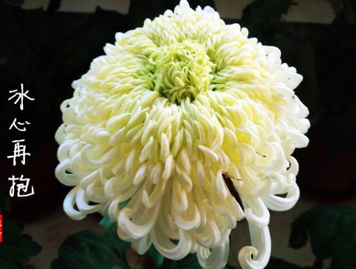 喜欢菊花，不如养盆“菊中珍品”冰心再抱，似环环相扣，清奇美丽
