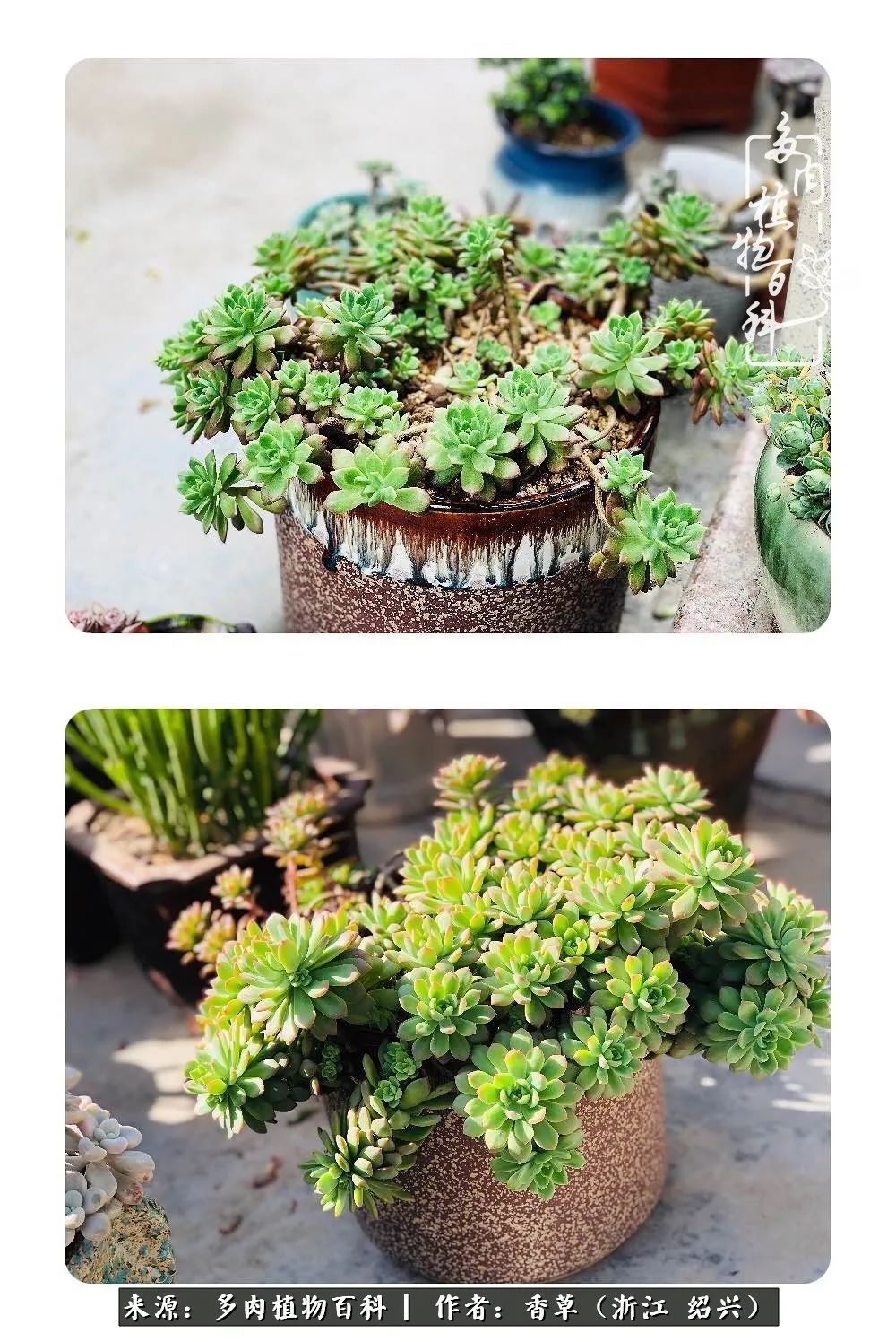 阳台上的一亩三分地，我愿与你一起，与时光媲美！